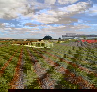 1837 Barossa Luxury Vineyard Cottages - Holiday Cairns
