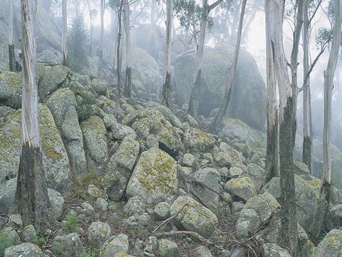 Waratah Gully Campground - Holiday Cairns 0