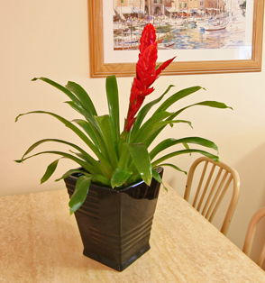 Beachcomber Motel And Apartments - Holiday Cairns 2