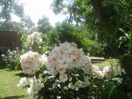 Hudspeth House Bed And Breakfast - Holiday Cairns 3