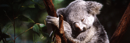 Koala and River Cruise by Mirimar Cruises - Holiday Cairns