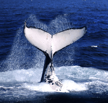Brisbane Whale Watching - Holiday Cairns