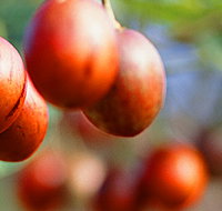 Tropical Fruit World