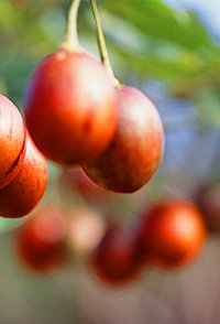 Tropical Fruit World - Holiday Cairns 0