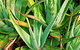 Tropical Fruit World - thumb 1