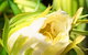 Tropical Fruit World - thumb 2