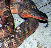Armadale Reptile  Wildlife Centre - Holiday Cairns