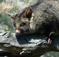 Moonlit Sanctuary Wildlife Conservation Park - Holiday Cairns