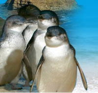 Phillip Island Penguin Parade - Holiday Cairns
