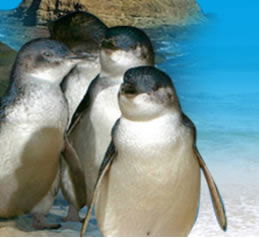 Phillip Island Penguin Parade - Holiday Cairns 0