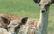 Marapana Wildlife Park - thumb 0