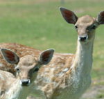 Marapana Wildlife Park - Holiday Cairns