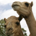 Marapana Wildlife Park - Holiday Cairns 3