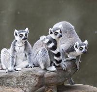 Adelaide Zoo - Holiday Cairns