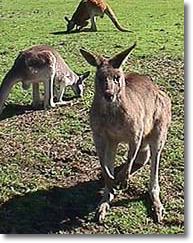 OZe Wildlife - Holiday Cairns 1