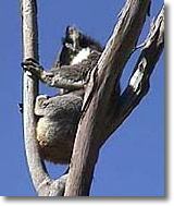 OZe Wildlife - Holiday Cairns 2