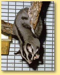 OZe Wildlife - Holiday Cairns 3