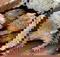 Alice Springs Reptile Centre - Holiday Cairns