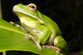 The Rainforest Habitat - Holiday Cairns 0