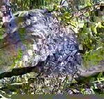 Koala Conservation Centre - Holiday Cairns