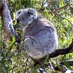 Koala Conservation Centre - Holiday Cairns 0