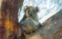 Koala Conservation Centre - Holiday Cairns 2