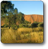 Anatye NT Holiday Cairns
