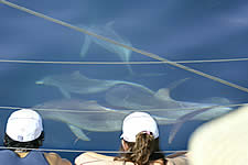 Temptation Sailing - Holiday Cairns 2