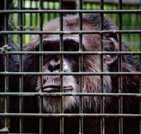 Rockhampton Zoo - Holiday Cairns