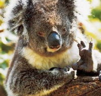 Gorge Wildlife Park - Holiday Cairns