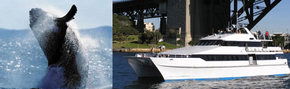 Prestige Harbour Cruises - Holiday Cairns 3