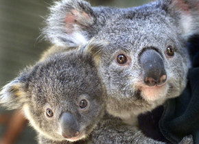 Symbio Wildlife Gardens - Holiday Cairns 1