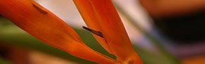Darlinghurst NSW Holiday Cairns
