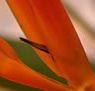 Zen Day Spa - Holiday Cairns