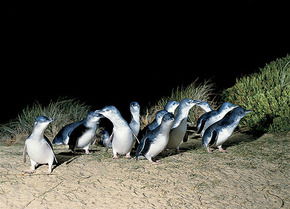 Phillip Island Penguin Parade - Holiday Cairns 3