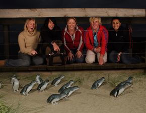 Phillip Island Penguin Parade - Holiday Cairns 4