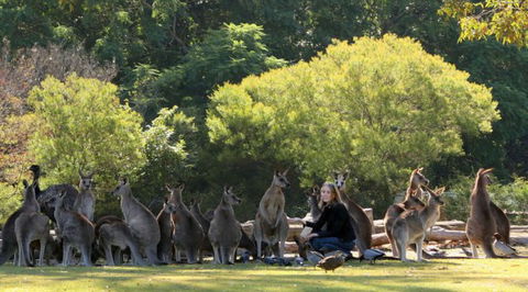 Lone Pine Koala Sanctuary - Holiday Cairns 1