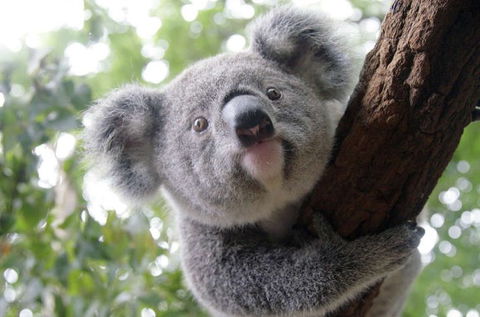 Lone Pine Koala Sanctuary - Holiday Cairns 3