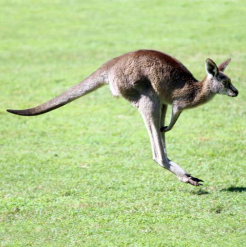 Lone Pine Koala Sanctuary - Holiday Cairns 4