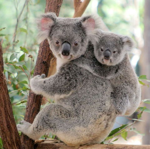 Lone Pine Koala Sanctuary - Holiday Cairns 6