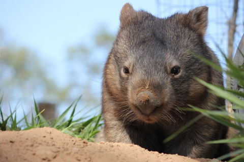 Lone Pine Koala Sanctuary - Holiday Cairns 7