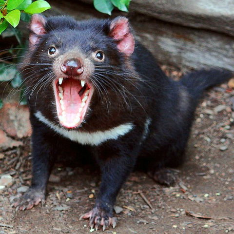 Lone Pine Koala Sanctuary - Holiday Cairns 8