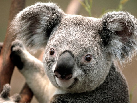 Potoroo Palace - Holiday Cairns 0