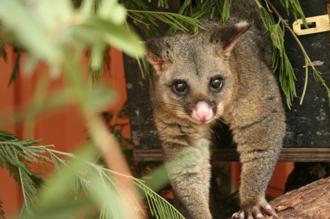 Potoroo Palace - Holiday Cairns 3