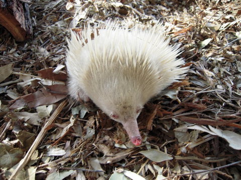 Potoroo Palace - Holiday Cairns 4