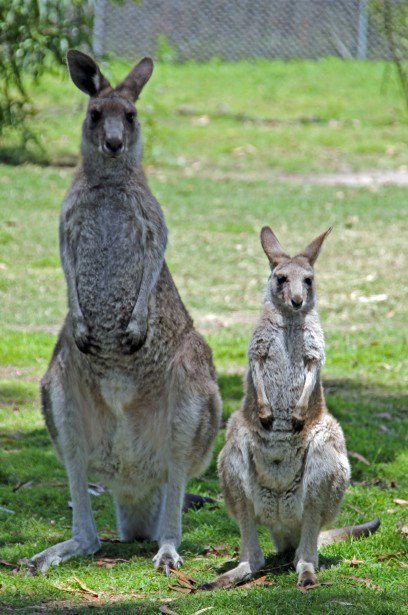 Potoroo Palace - Holiday Cairns 5