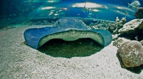 Manly SEA LIFE Sanctuary - Holiday Cairns 3
