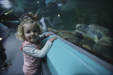 Manly SEA LIFE Sanctuary - Holiday Cairns 4