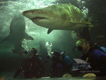 Manly SEA LIFE Sanctuary - Holiday Cairns 5