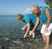 Aquascene Fish Feeding Sanctuary - Holiday Cairns